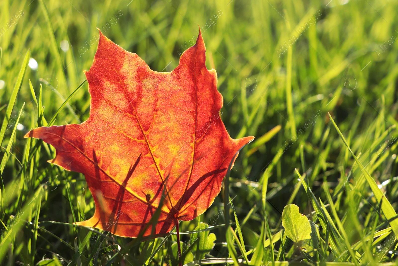 Photo of Beautiful fallen leaf among green grass outdoors on sunny autumn day, closeup. Space for text