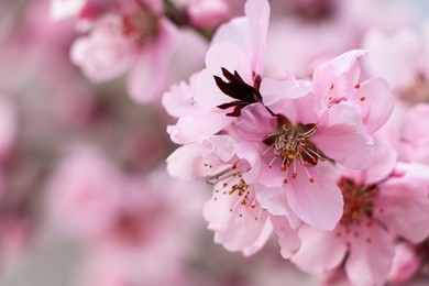 Amazing spring blossom. Closeup view of cherry tree with beautiful pink flowers outdoors, space for text