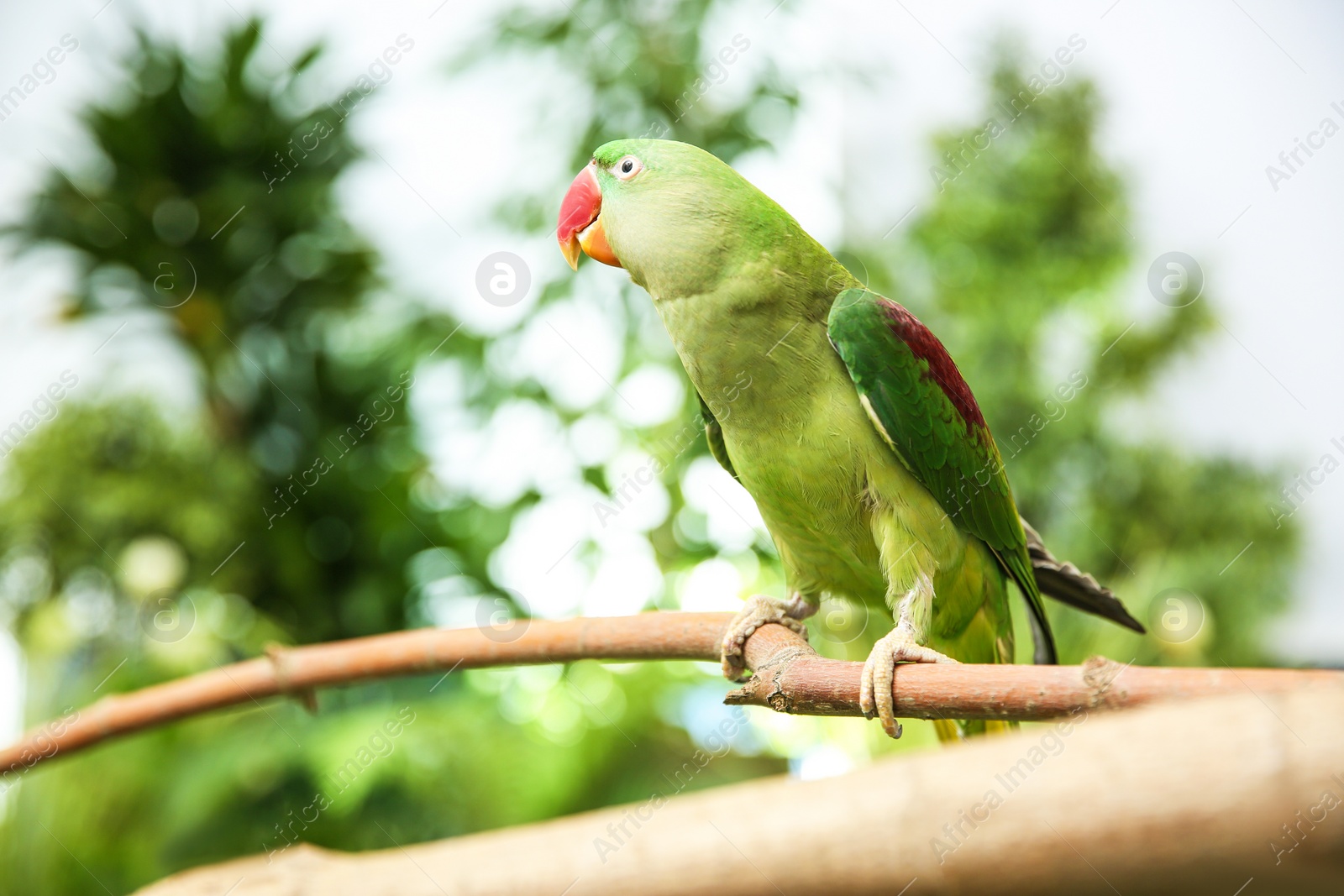 Photo of Beautiful Alexandrine Parakeet on tree branch outdoors