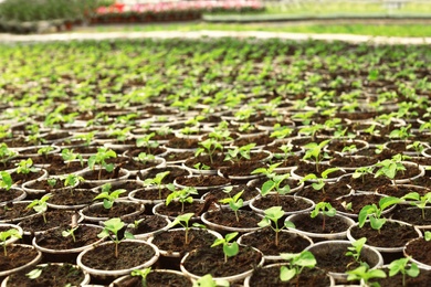 Many fresh green seedlings growing in starter pots with soil