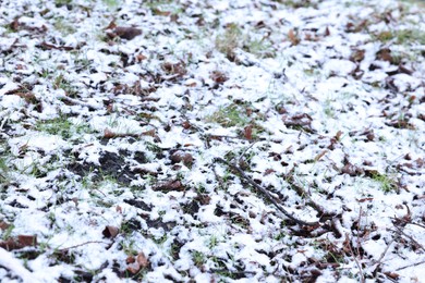 Green grass covered with snow on winter day