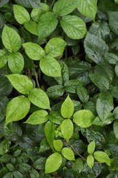 Photo of Beautiful wild plants with wet green leaves as background, top view