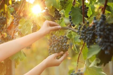 Photo of Woman picking fresh ripe juicy grapes in vineyard, closeup