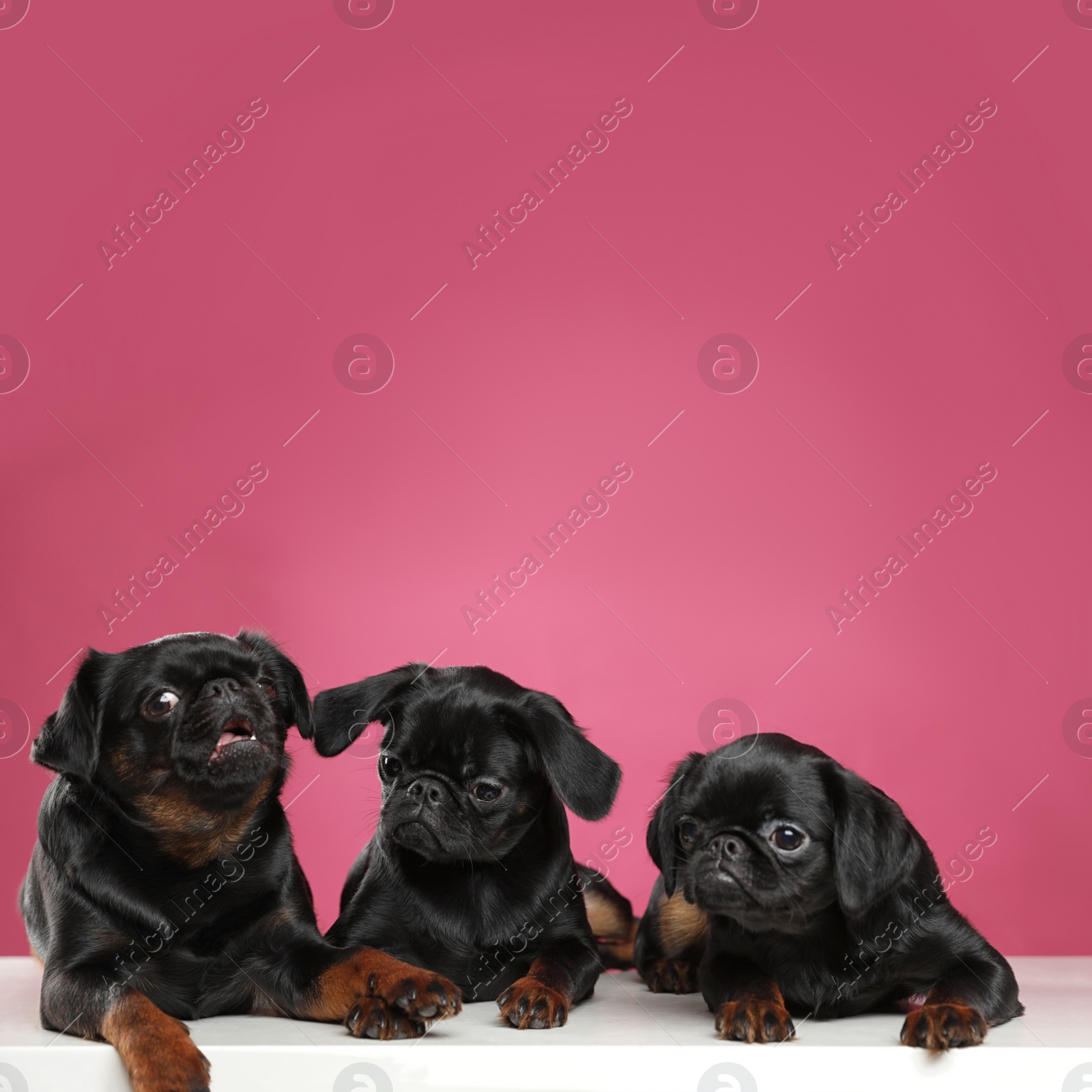 Photo of Adorable black Petit Brabancon dogs on white table against pink background