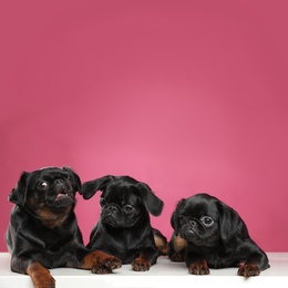 Photo of Adorable black Petit Brabancon dogs on white table against pink background