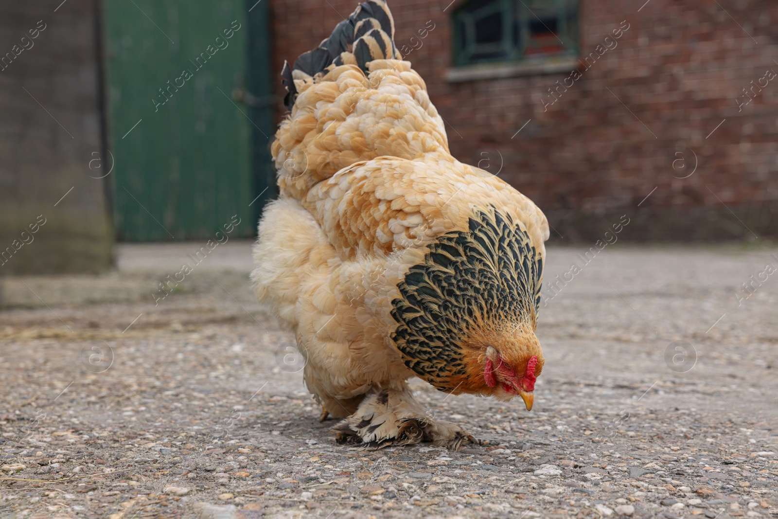 Photo of Beautiful beige chicken in yard. Domestic animal