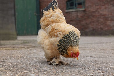 Photo of Beautiful beige chicken in yard. Domestic animal