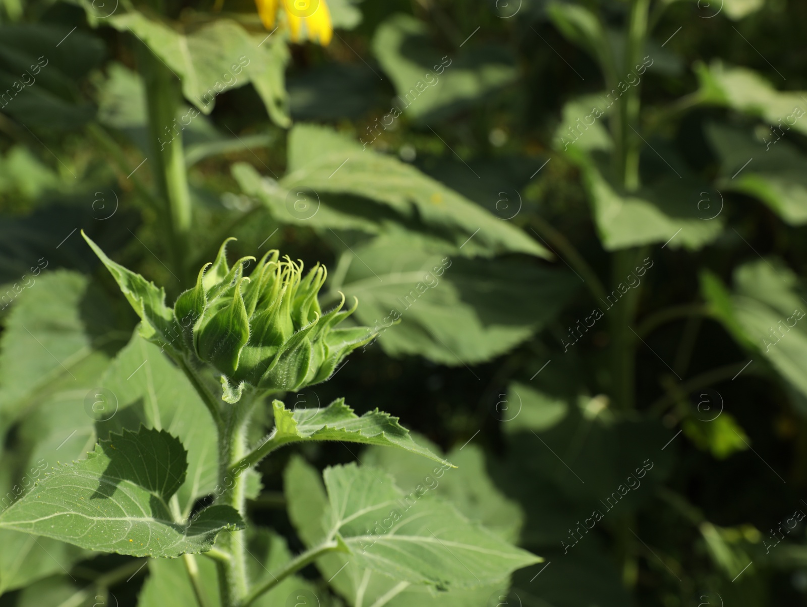 Photo of Beautiful sunflower bud growing in field on sunny day, space for text