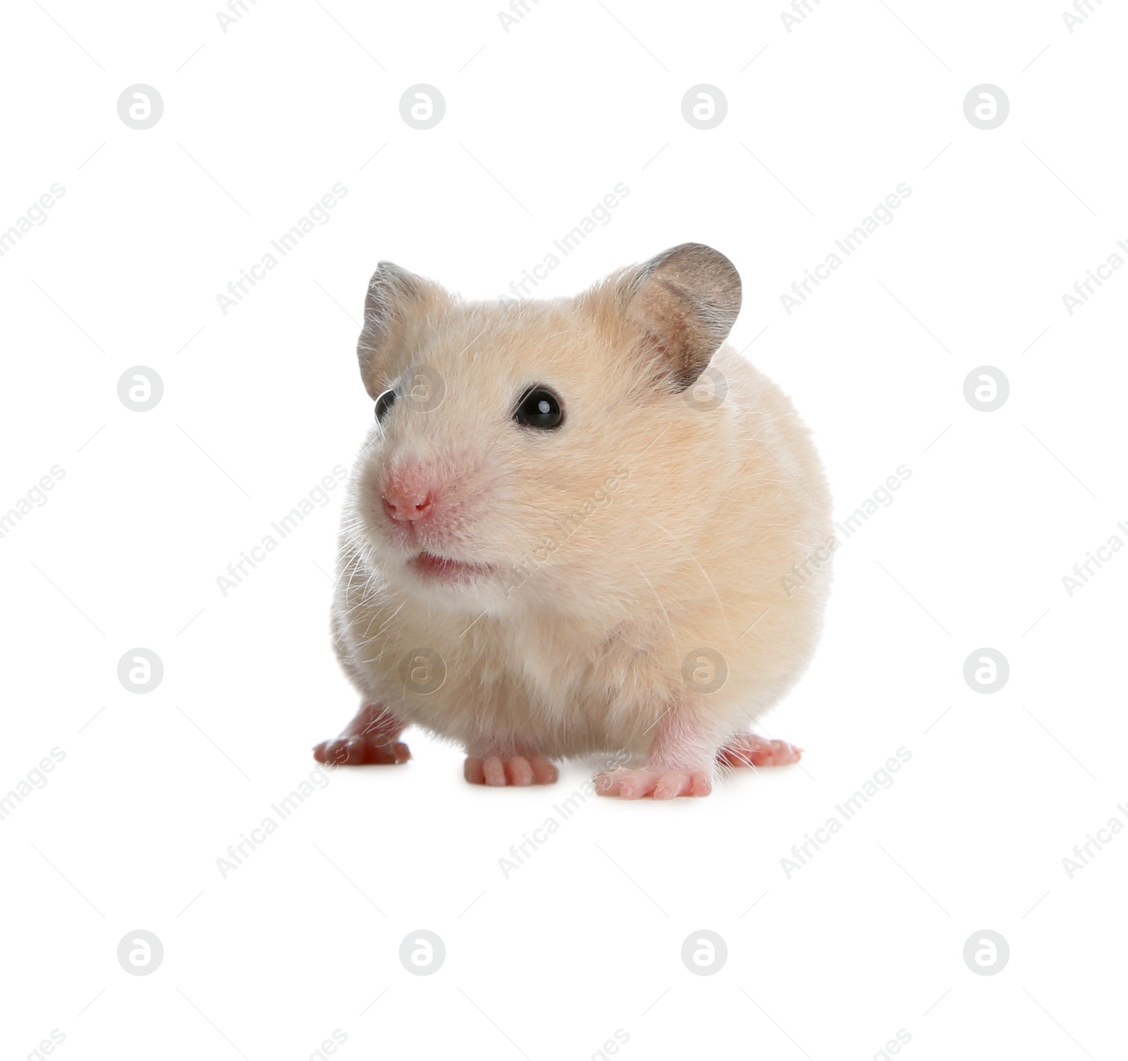 Photo of Adorable Syrian hamster on white background. Small pet