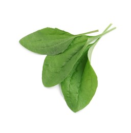 Photo of Green broadleaf plantain leaves on white background