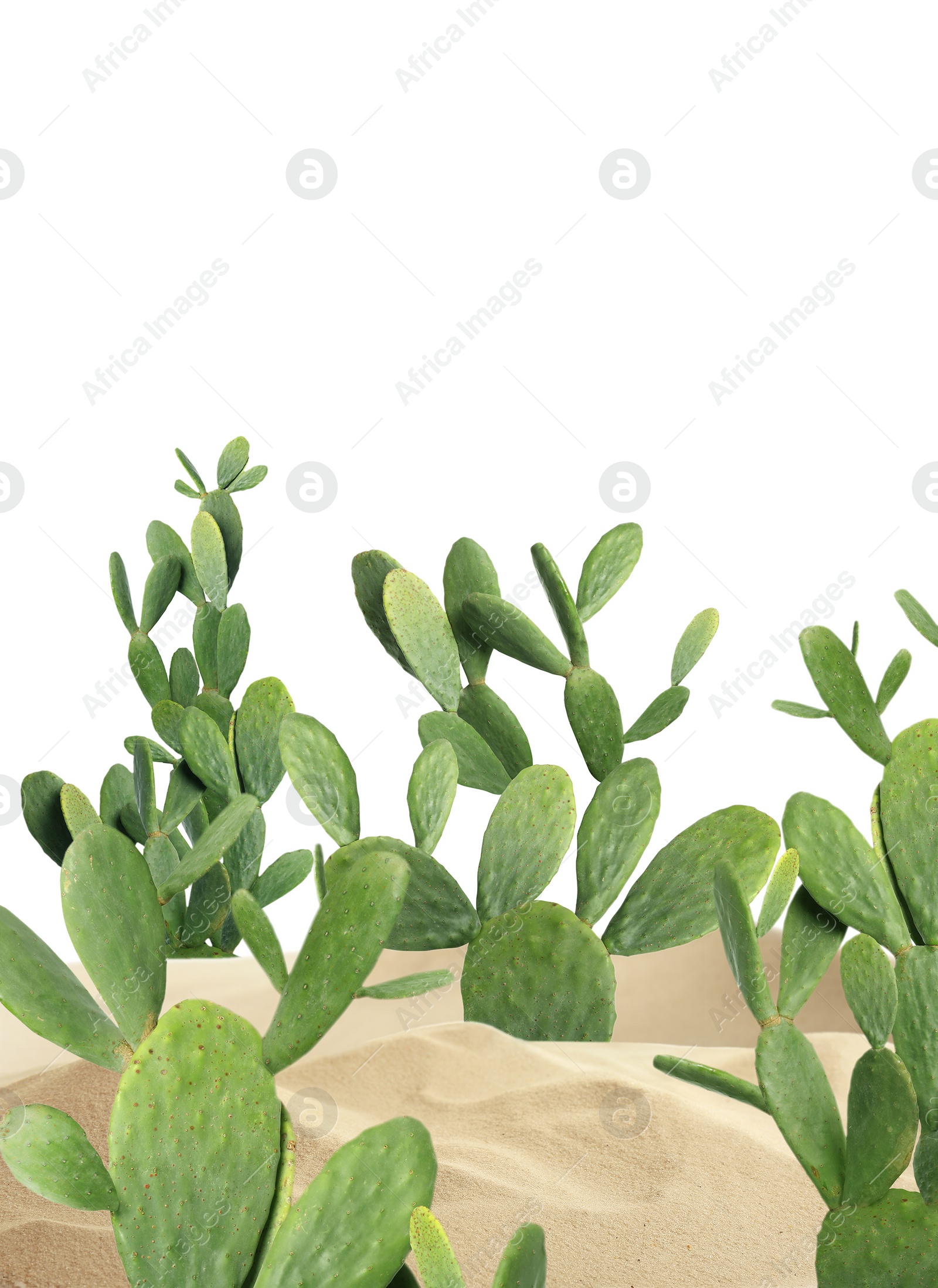 Image of Beautiful big cactuses growing in sand on white background