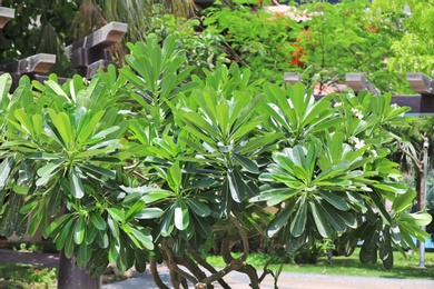 Green plant at tropical resort on sunny day