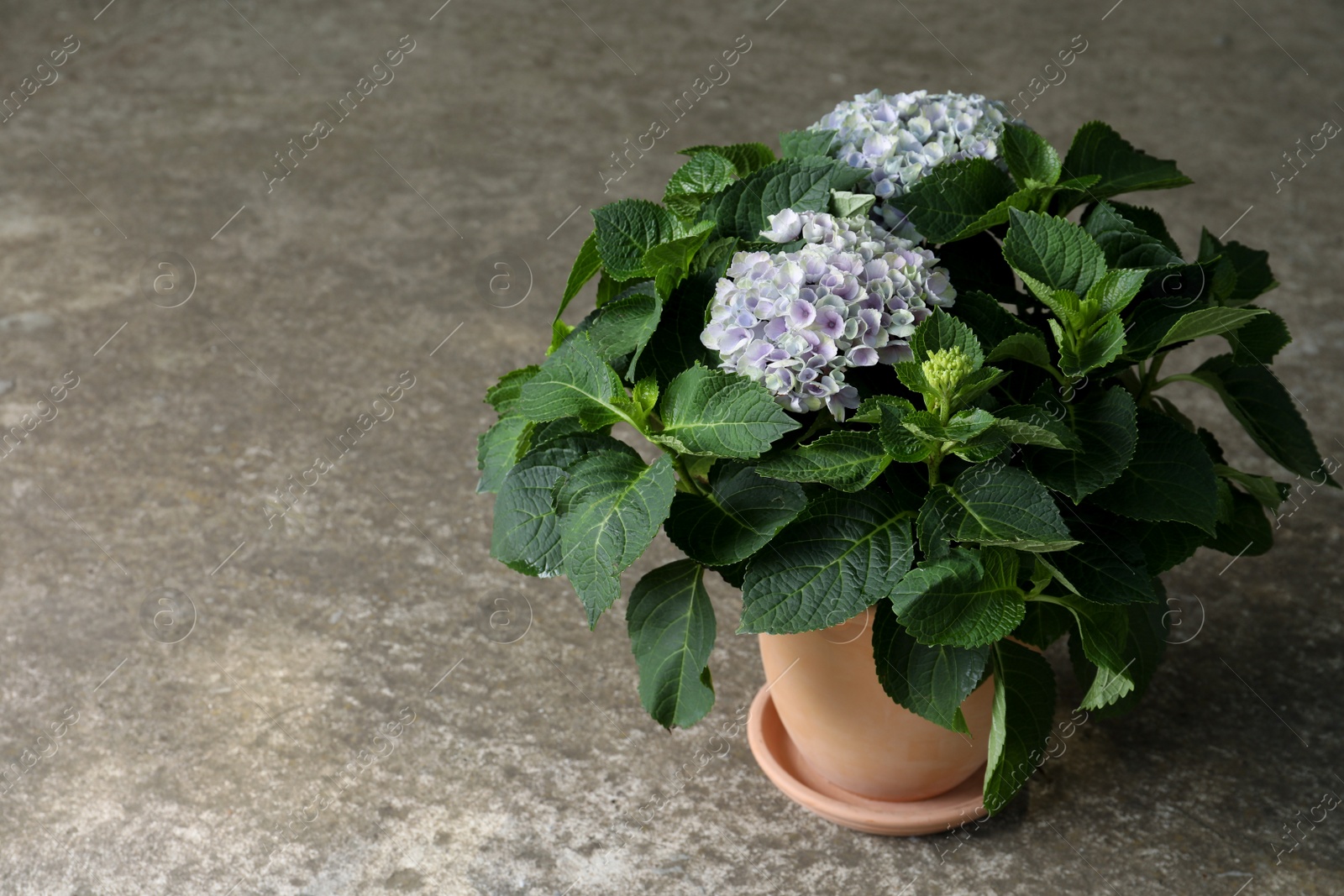 Photo of Beautiful blooming hortensia plant in pot on grey stone background. Space for text