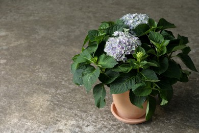 Beautiful blooming hortensia plant in pot on grey stone background. Space for text
