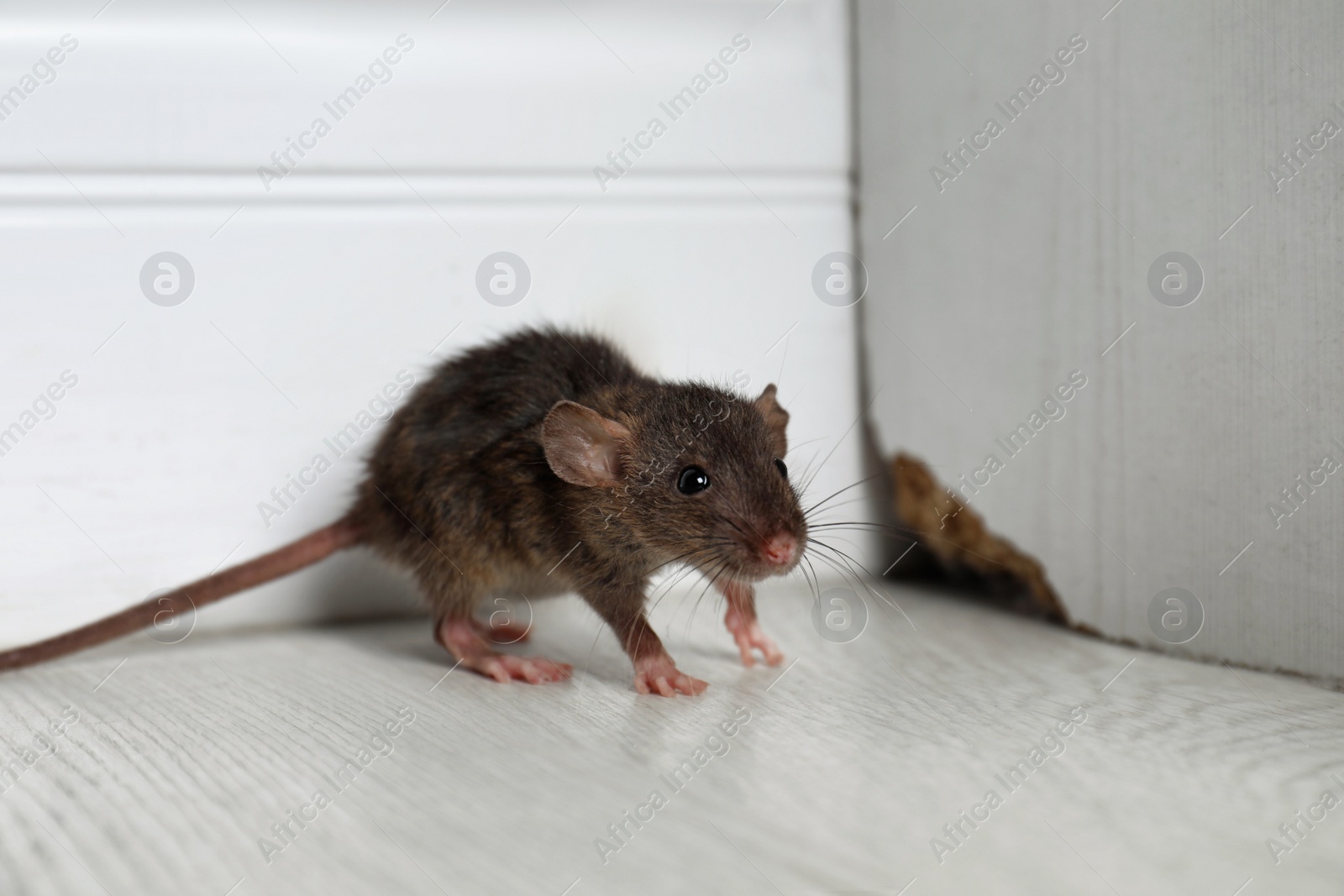 Photo of Grey rat near wooden wall on floor. Pest control