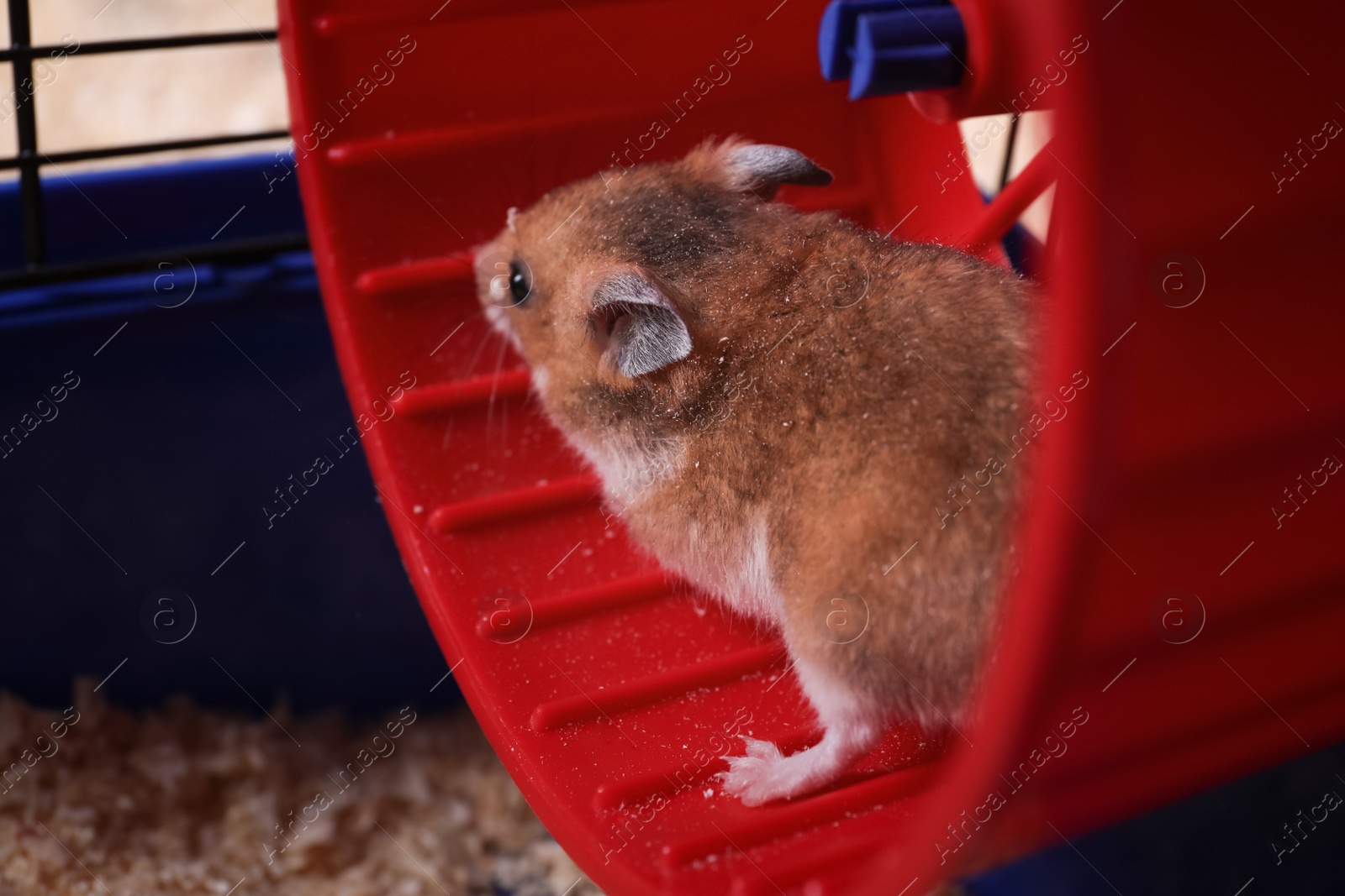 Photo of Cute fluffy hamster running in spinning wheel