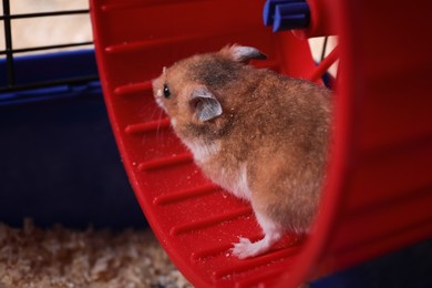 Cute fluffy hamster running in spinning wheel
