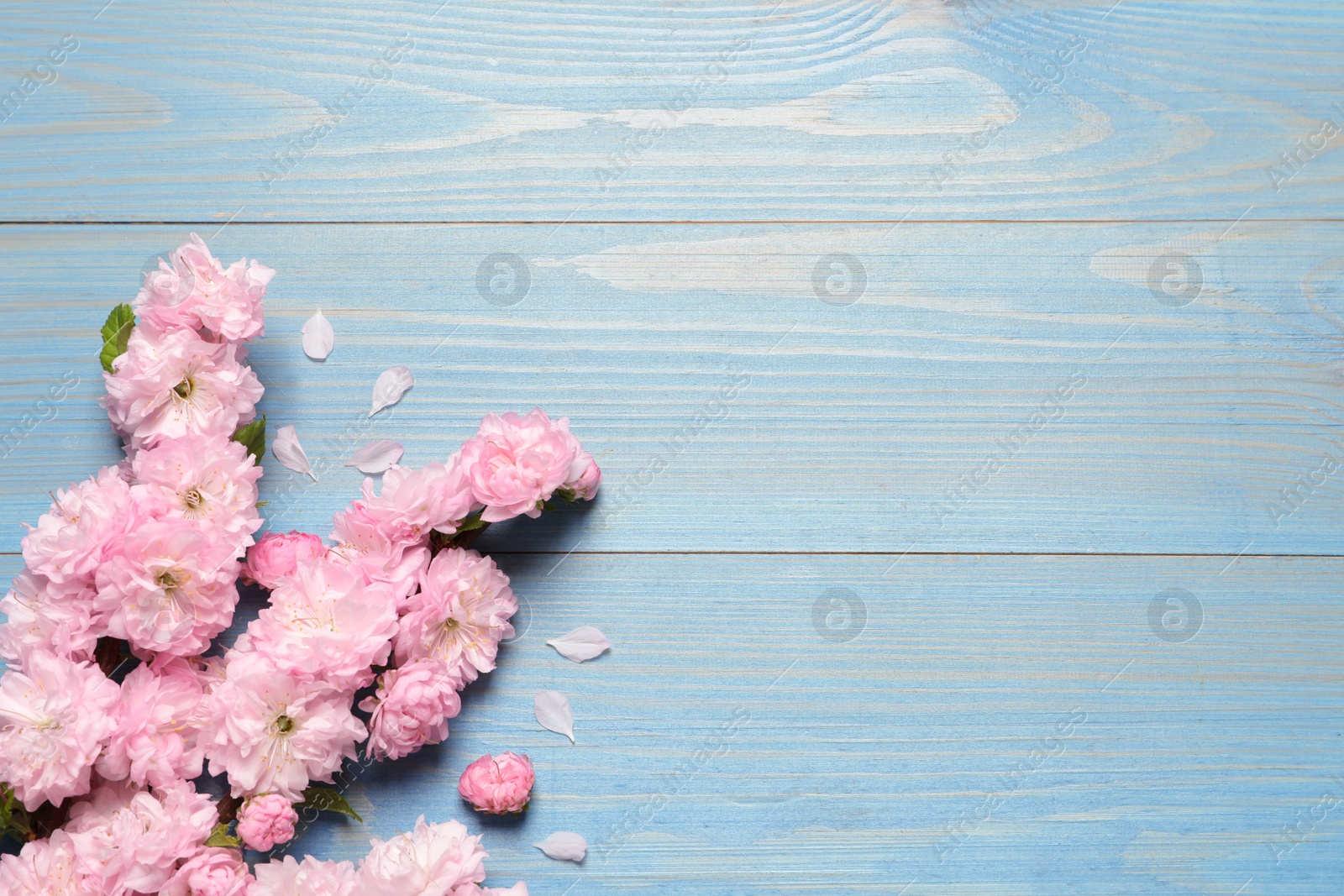 Photo of Beautiful sakura tree blossoms on light blue wooden background, flat lay. Space for text