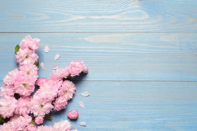 Beautiful sakura tree blossoms on light blue wooden background, flat lay. Space for text