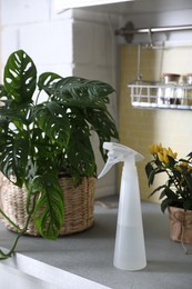 Photo of Green potted plants and spray bottle on countertop in kitchen. Home decoration