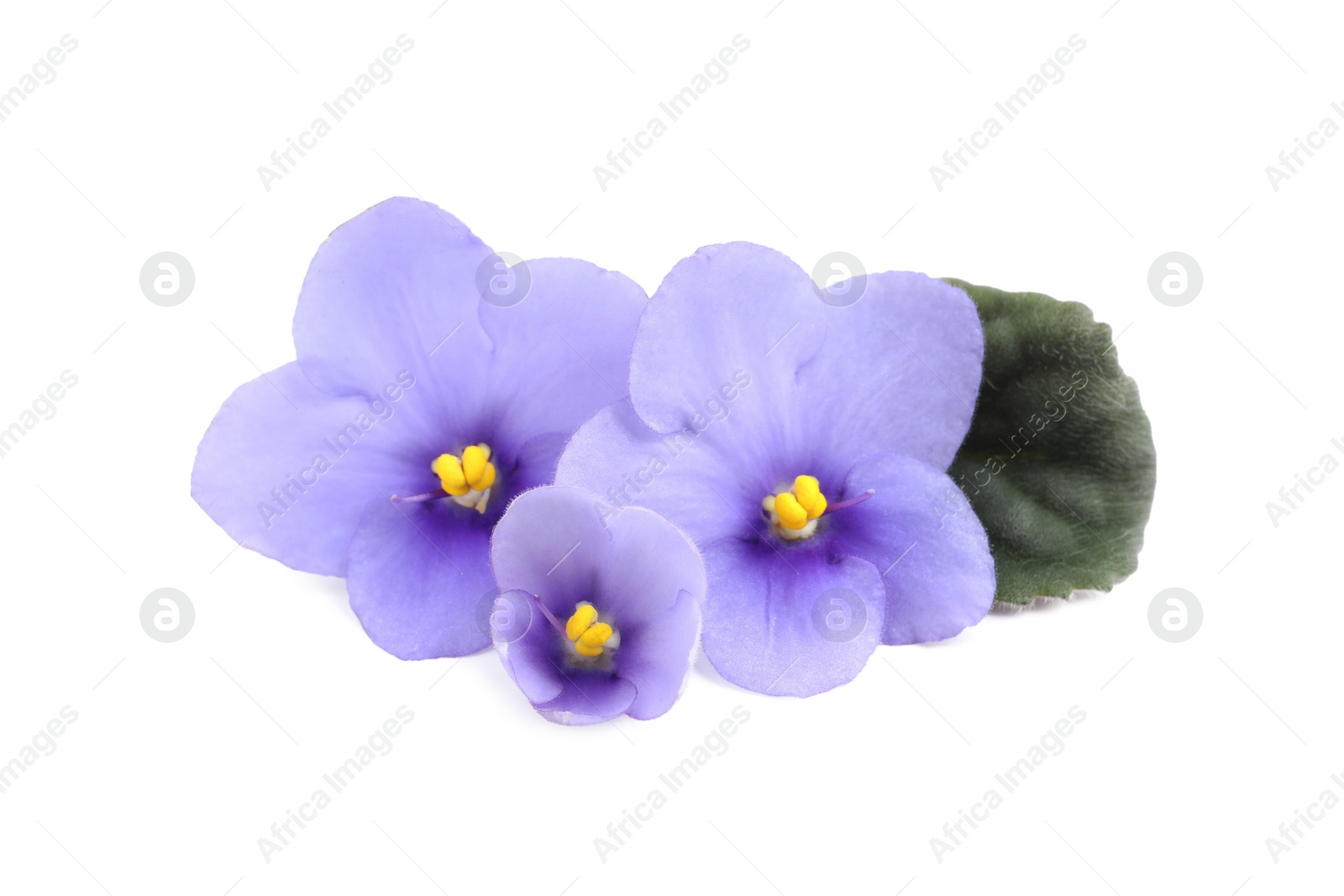 Photo of Purple flowers of violet plant and green leaf on white background