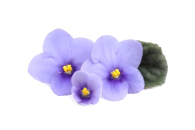 Photo of Purple flowers of violet plant and green leaf on white background