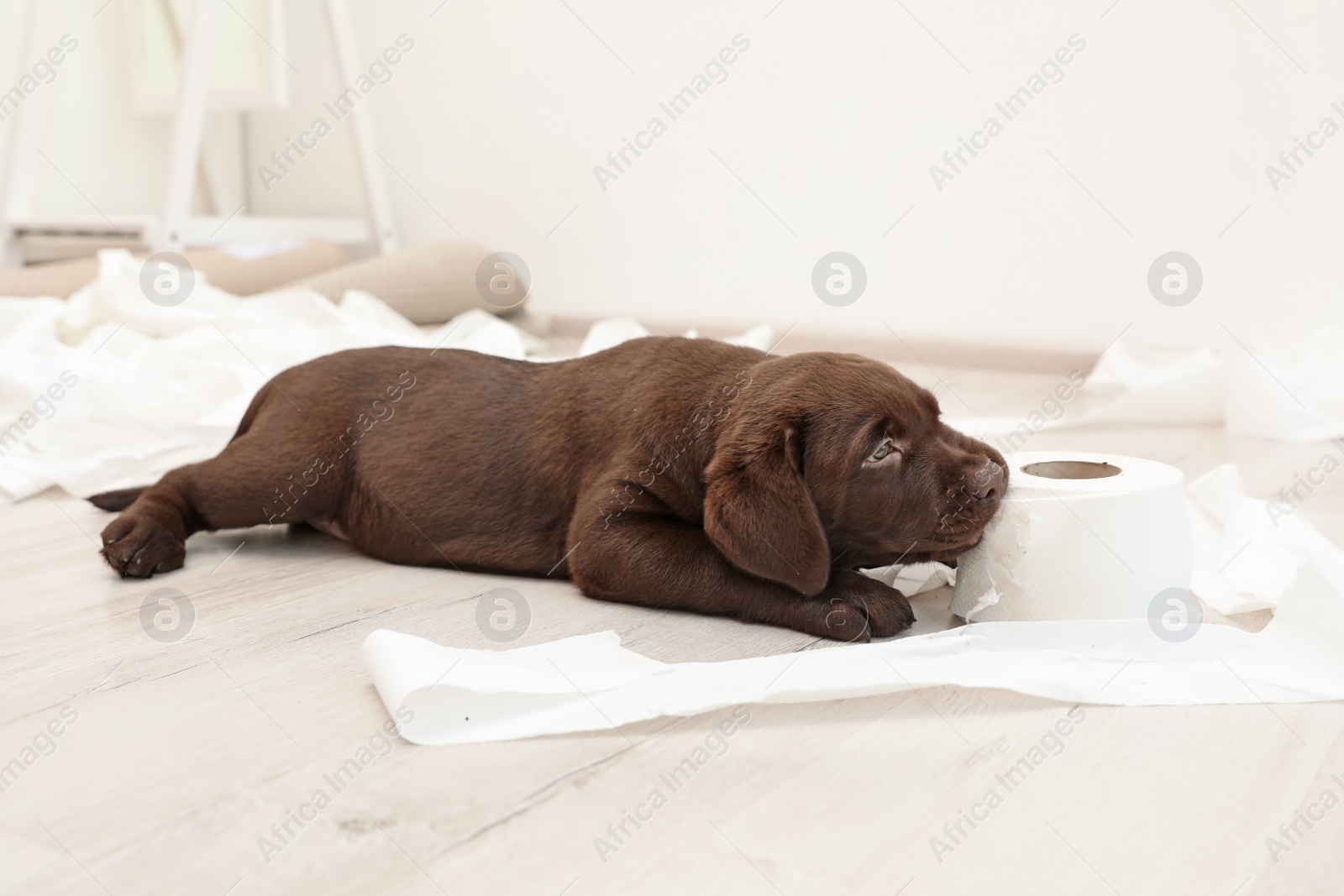 Photo of Cute chocolate Labrador Retriever puppy and torn paper on floor indoors