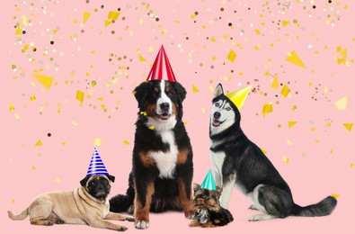 Image of Adorable dogs with party hats on pink background