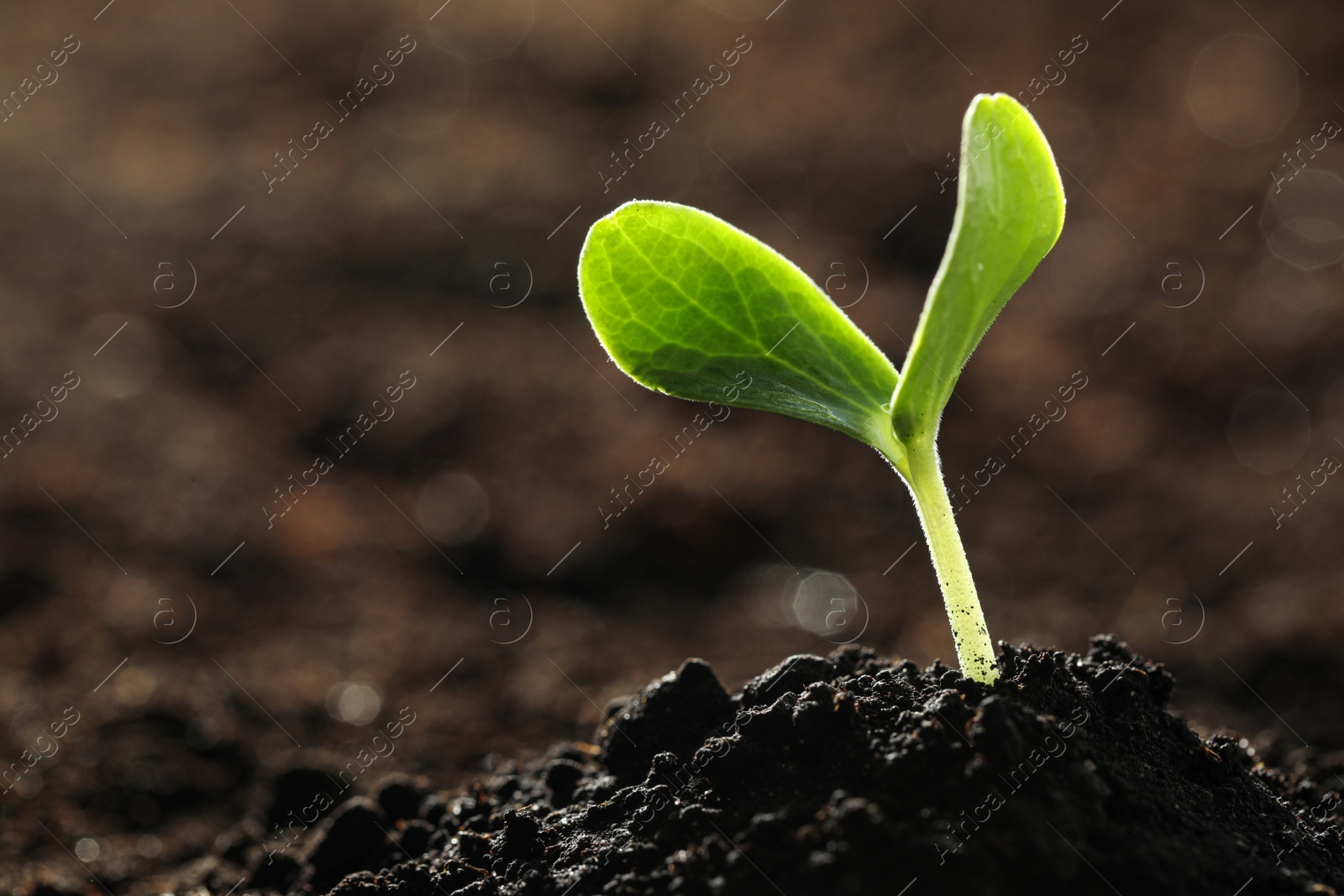 Photo of Young vegetable seedling growing in soil outdoors, space for text