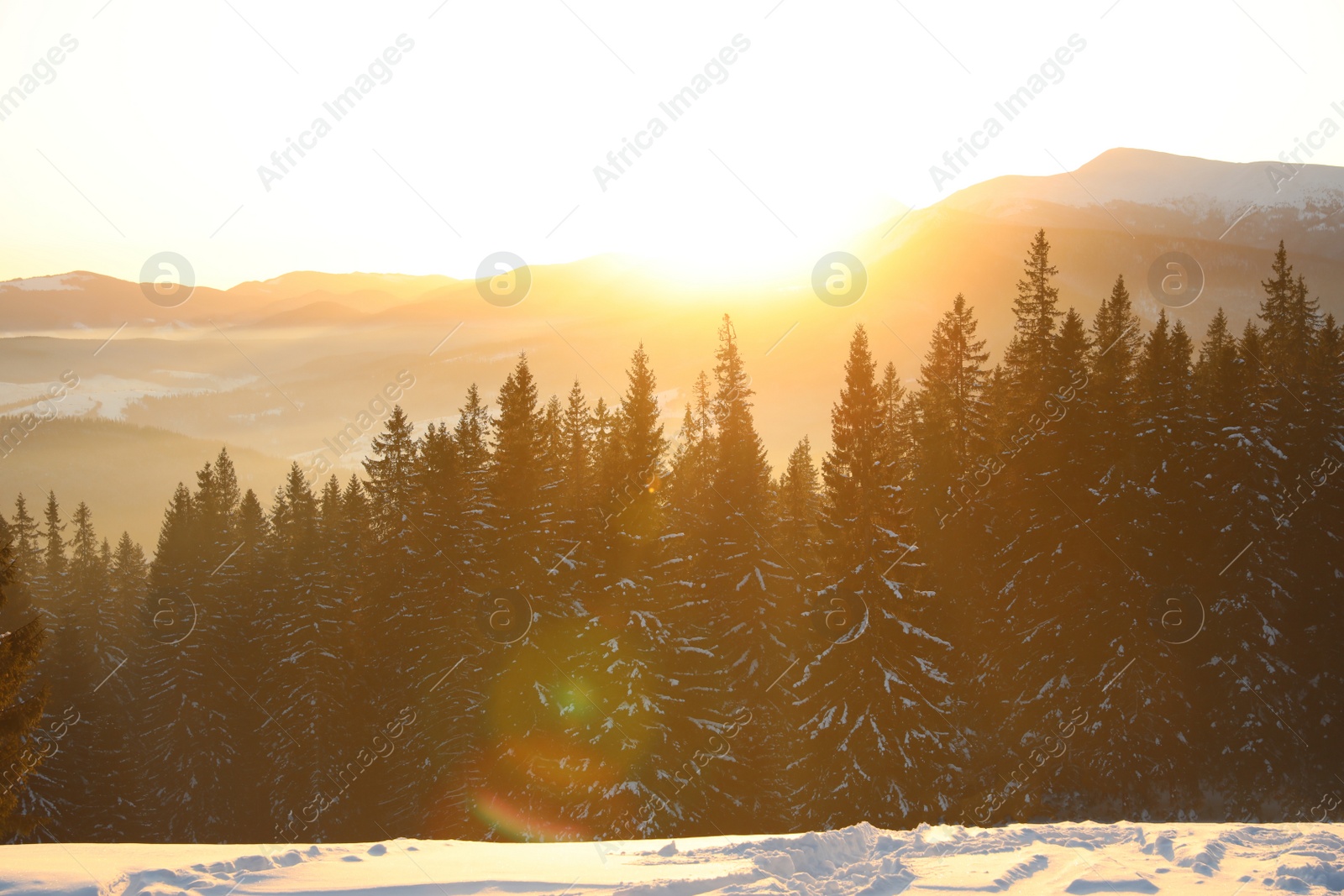 Photo of Picturesque view of conifer forest covered with snow at sunset