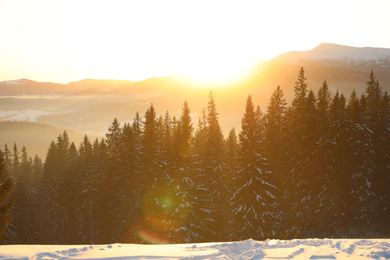Picturesque view of conifer forest covered with snow at sunset