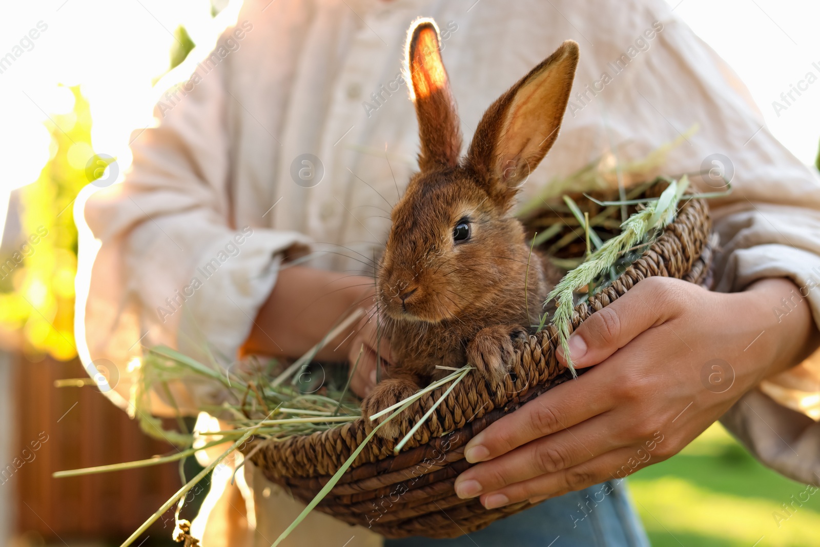 Photo of Woman with cute rabbit outdoors on sunny day, closeup