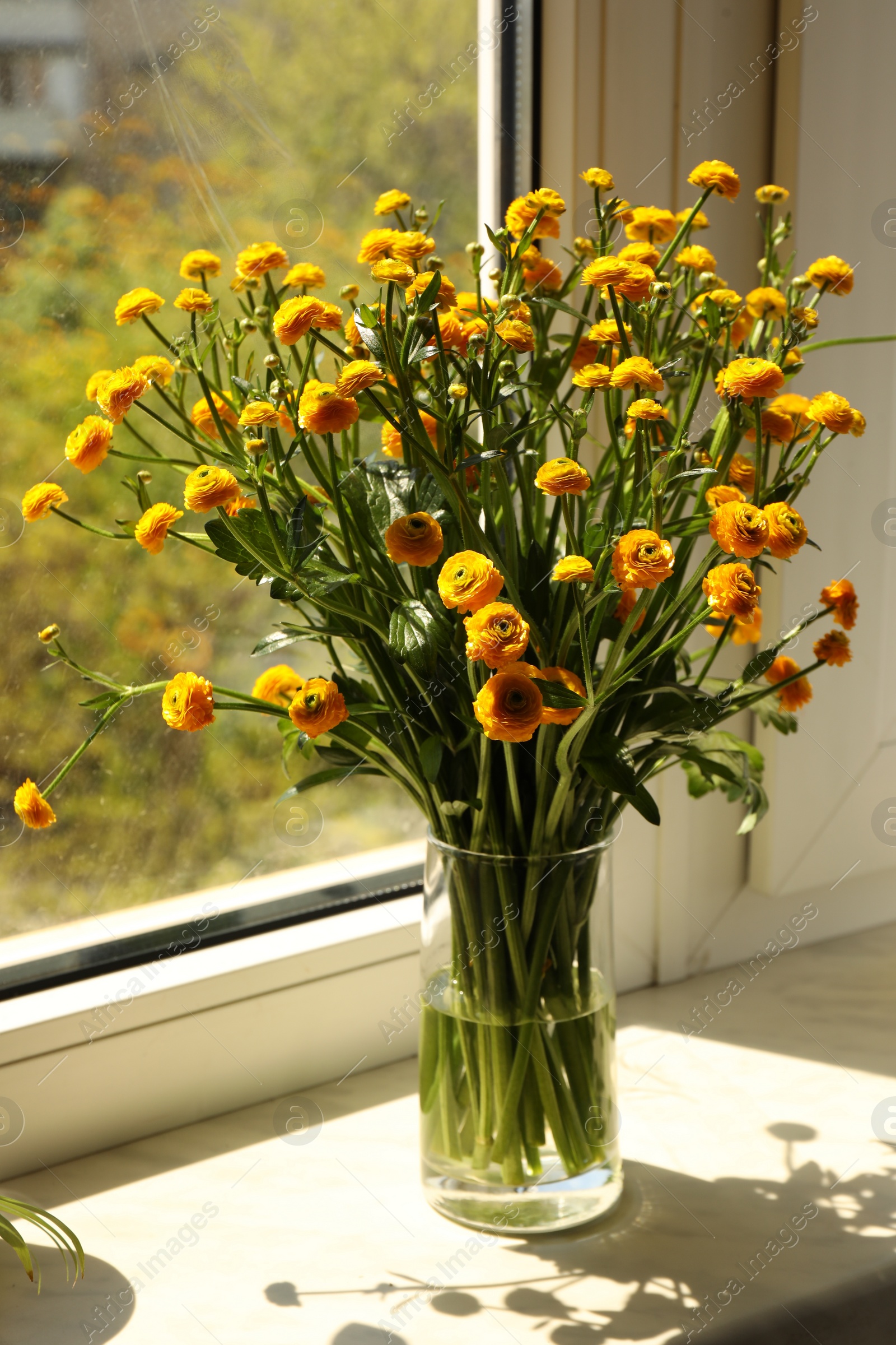 Photo of Beautiful ranunculus flowers in vase on windowsill indoors