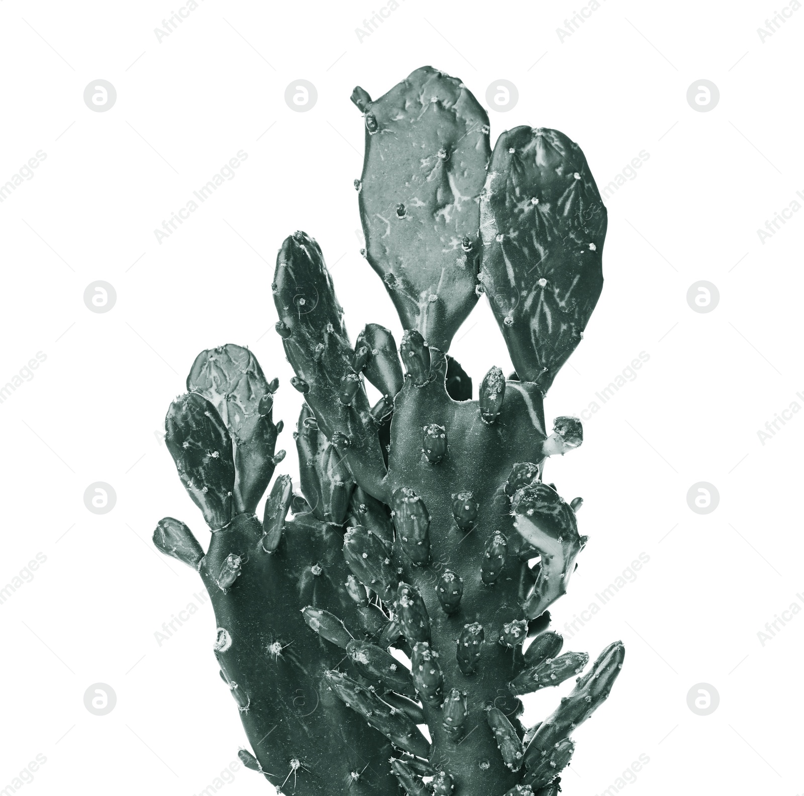 Image of Beautiful cactus on white background. Color toned