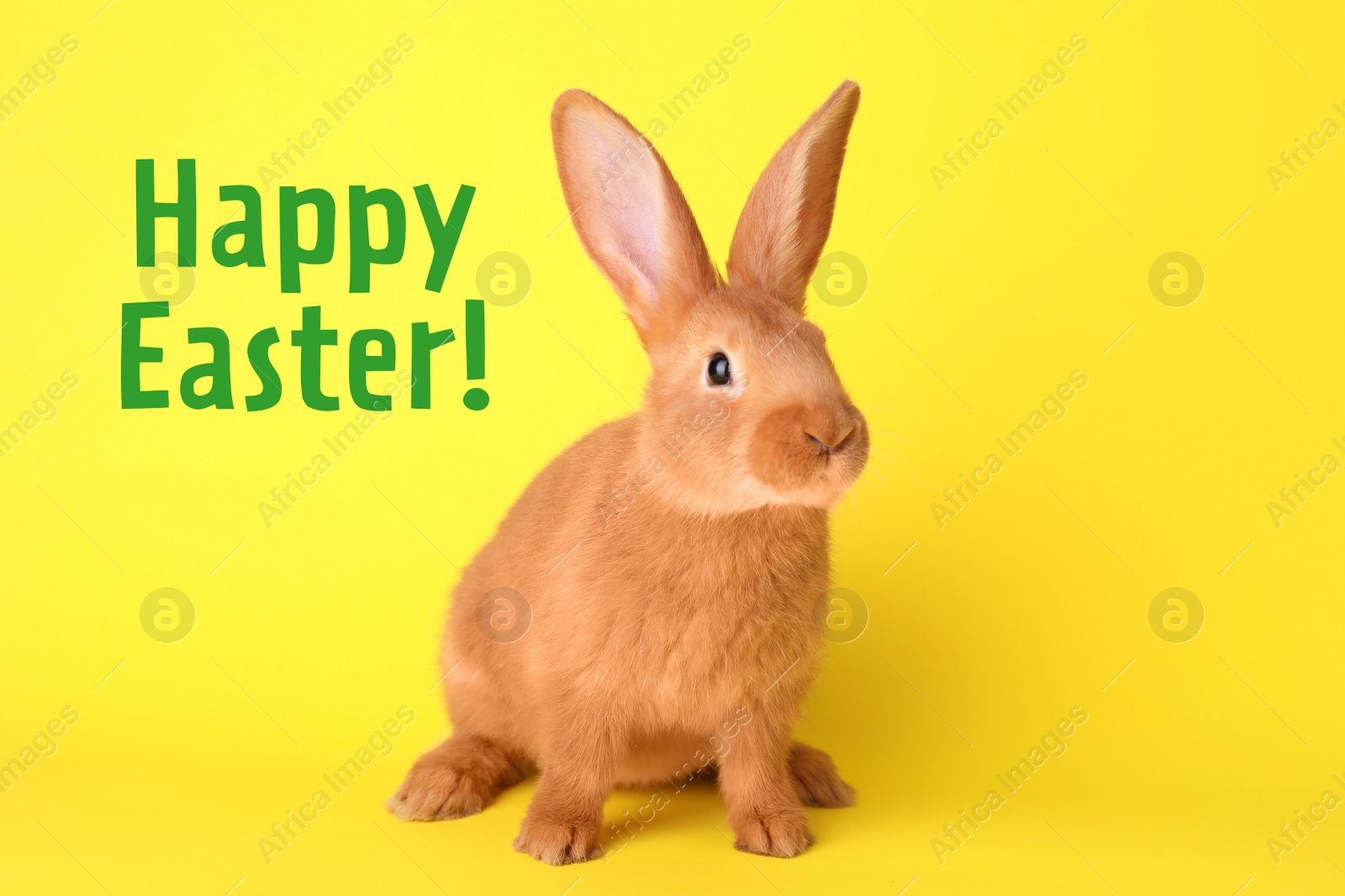 Image of Happy Easter! Cute bunny on yellow background 