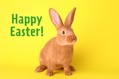 Happy Easter! Cute bunny on yellow background 