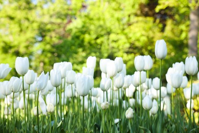 Photo of Many beautiful white tulip flowers growing outdoors. Spring season