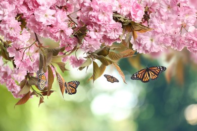 Image of Beautiful sakura tree with delicate pink flowers and flying butterflies outdoors 