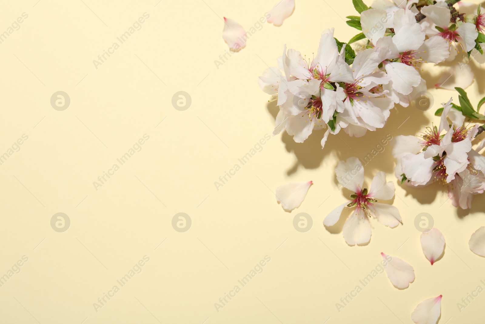 Photo of Spring branches with beautiful blossoms, petals and leaves on beige background, top view. Space for text