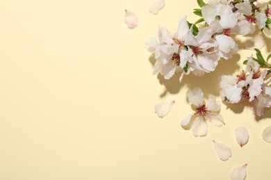 Spring branches with beautiful blossoms, petals and leaves on beige background, top view. Space for text