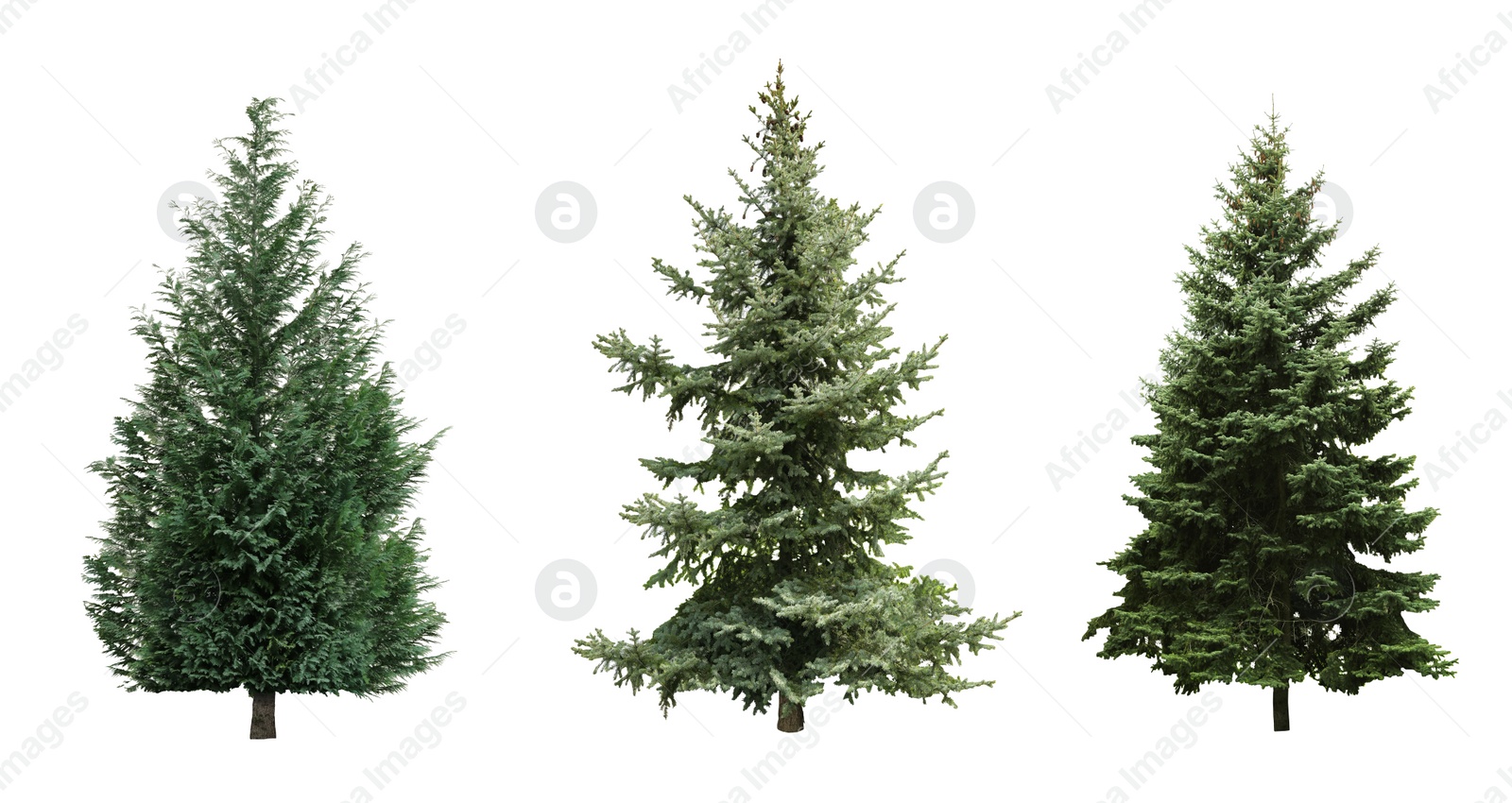 Image of Beautiful evergreen fir trees on white background, collage. Banner design