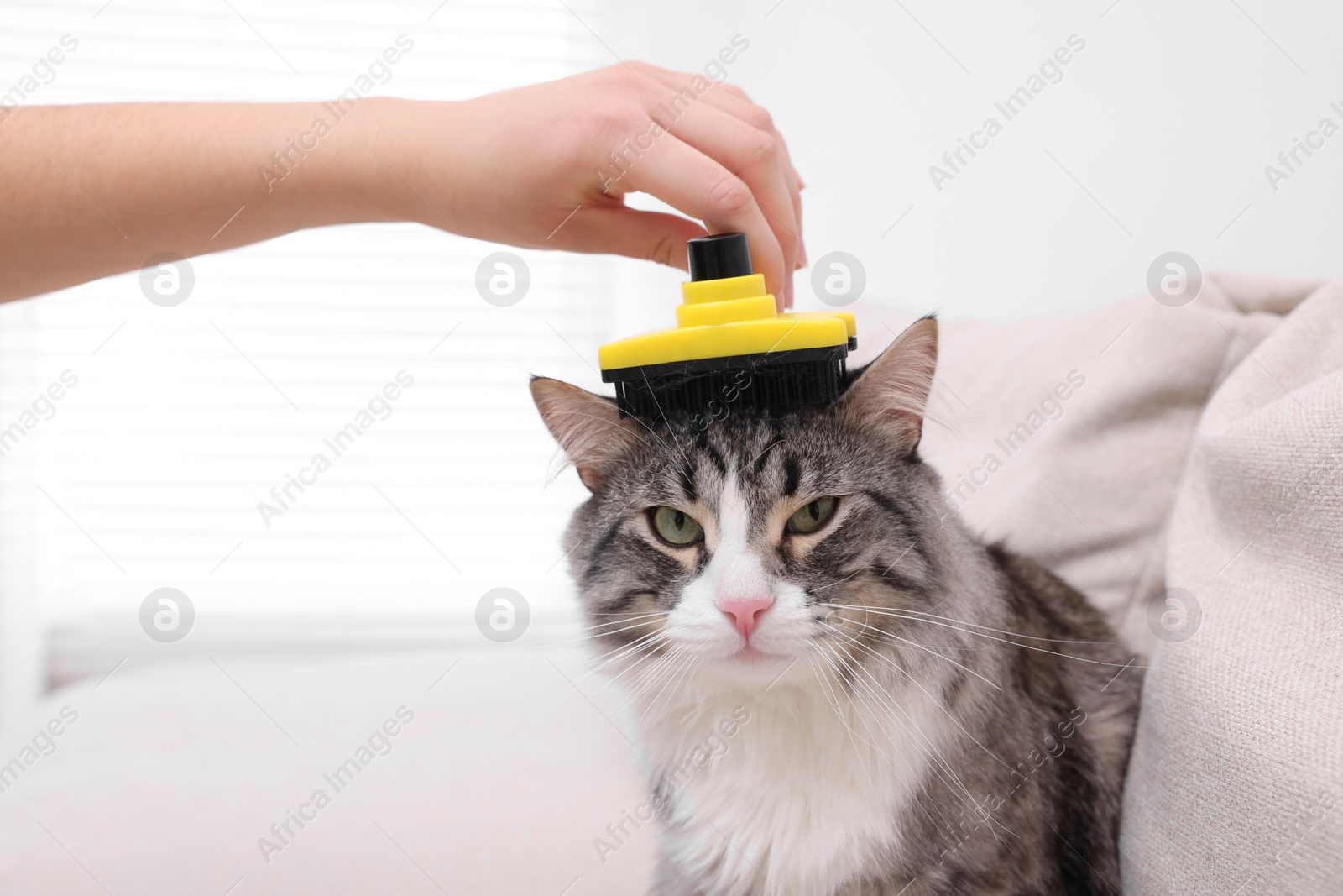 Photo of Woman brushing her cute cat on sofa at home, closeup