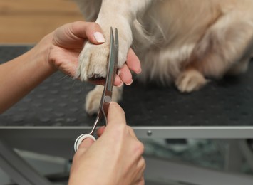 Photo of Professional groomer giving haircut to cute dog in pet beauty salon, closeup