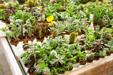 Photo of Many different cacti and succulent plants on table