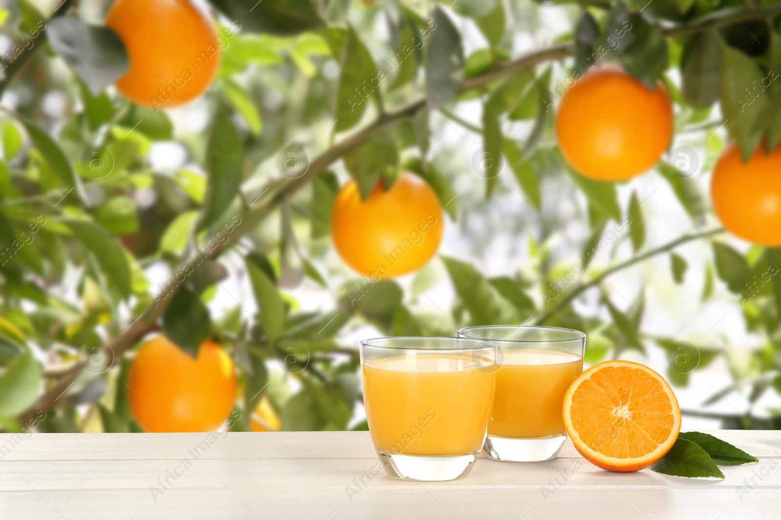 Image of Fresh orange juice on wooden table in orchard. Space for text