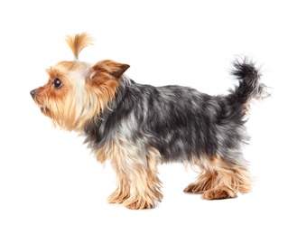 Photo of Yorkshire terrier isolated on white. Happy dog