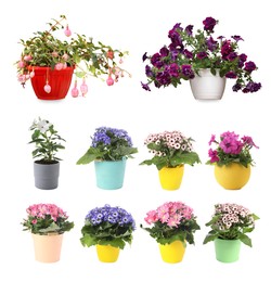 Image of Collection of beautiful flowers in pots on white background 