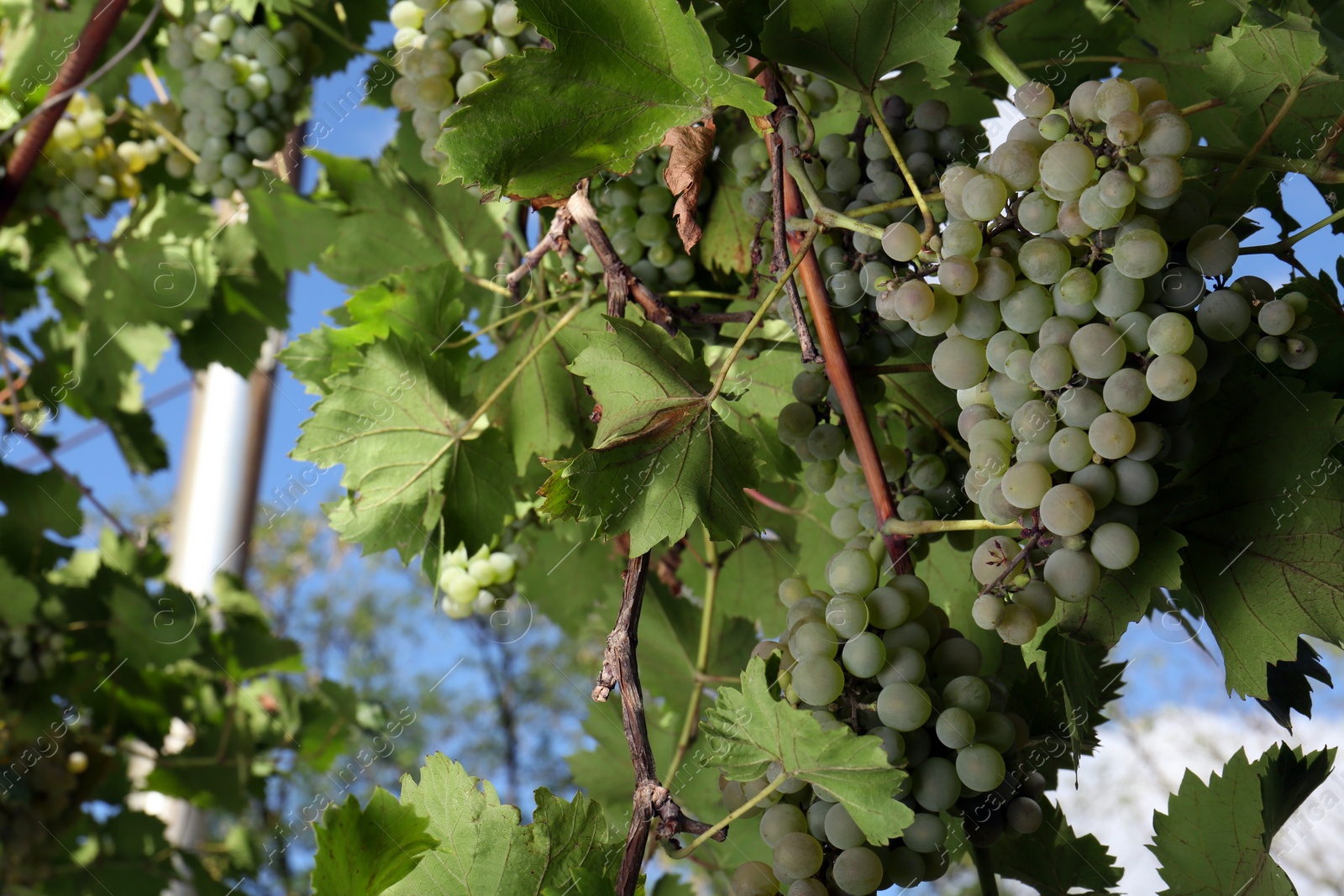 Photo of Ripe juicy grapes growing on branch in vineyard