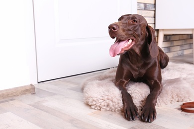 Photo of German Shorthaired Pointer dog lying on furry rug