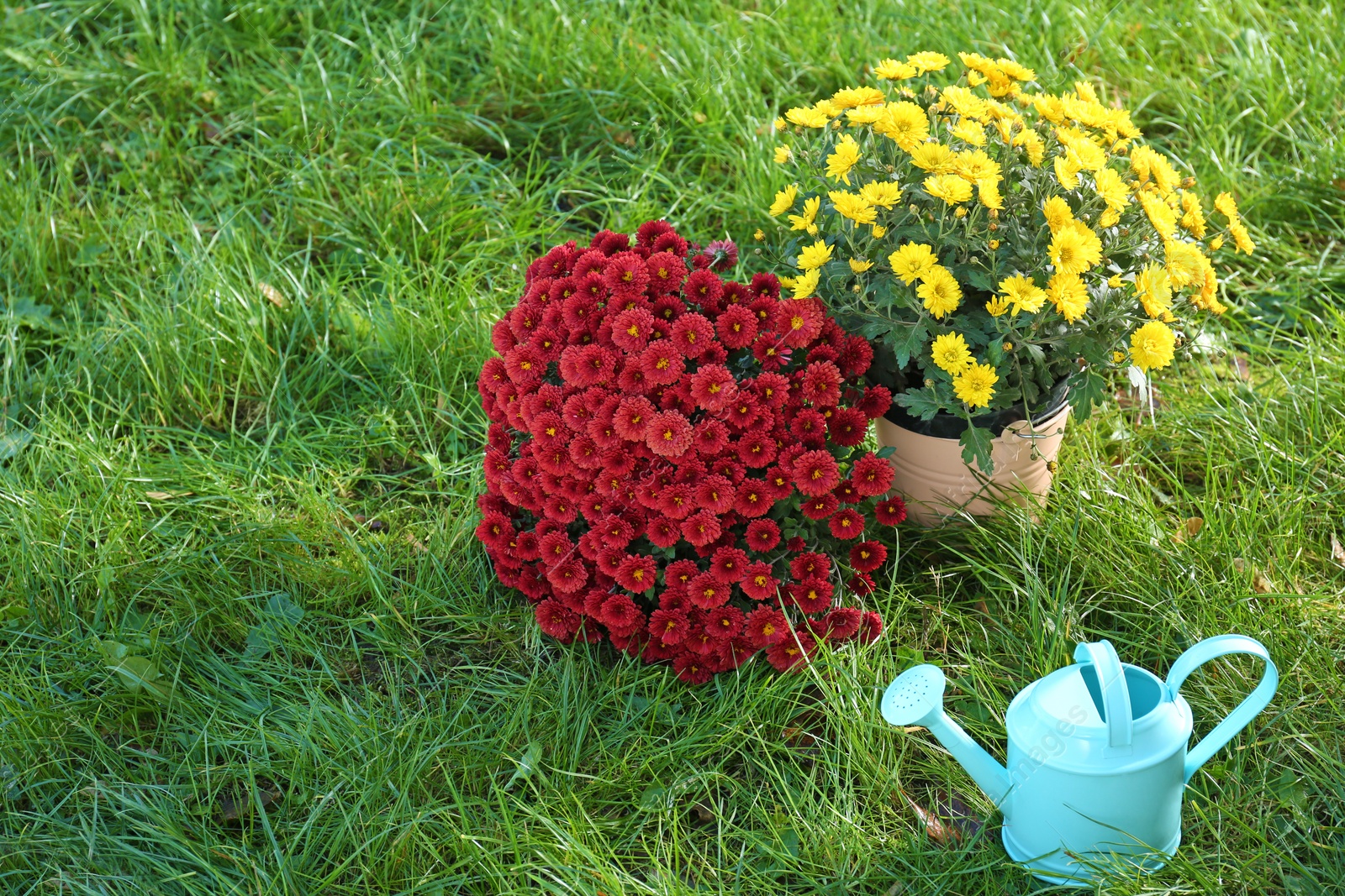 Photo of Beautiful colorful chrysanthemum flowers and watering can on green grass. Space for text